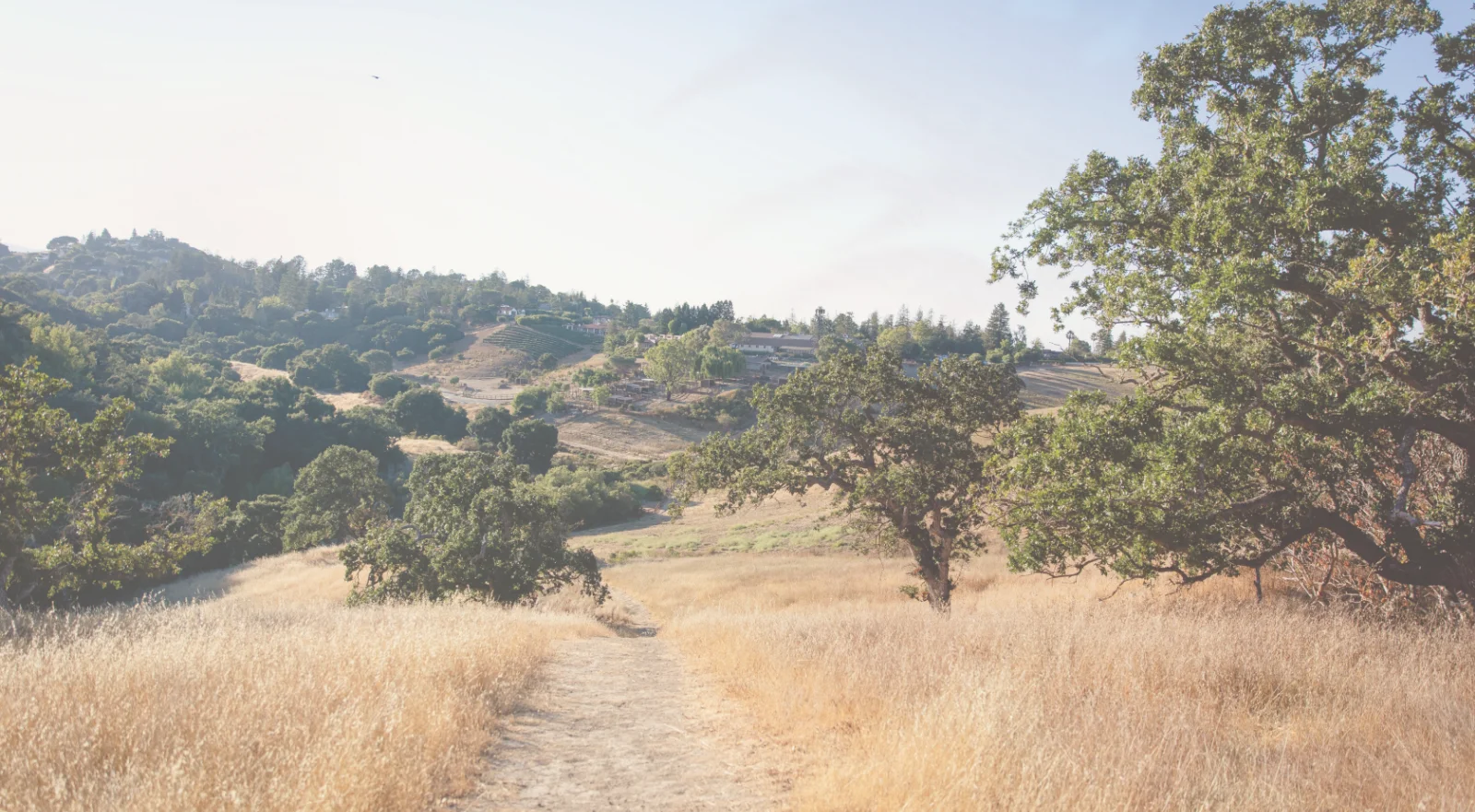 Scenic tree landscape background